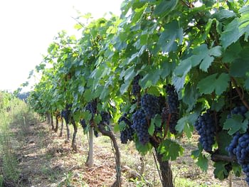 Vignes