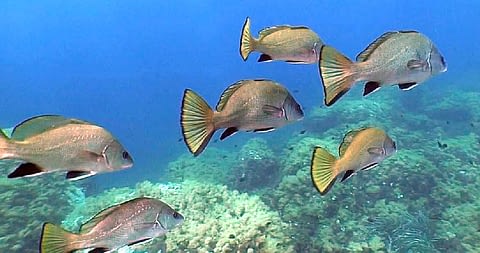 Poissons